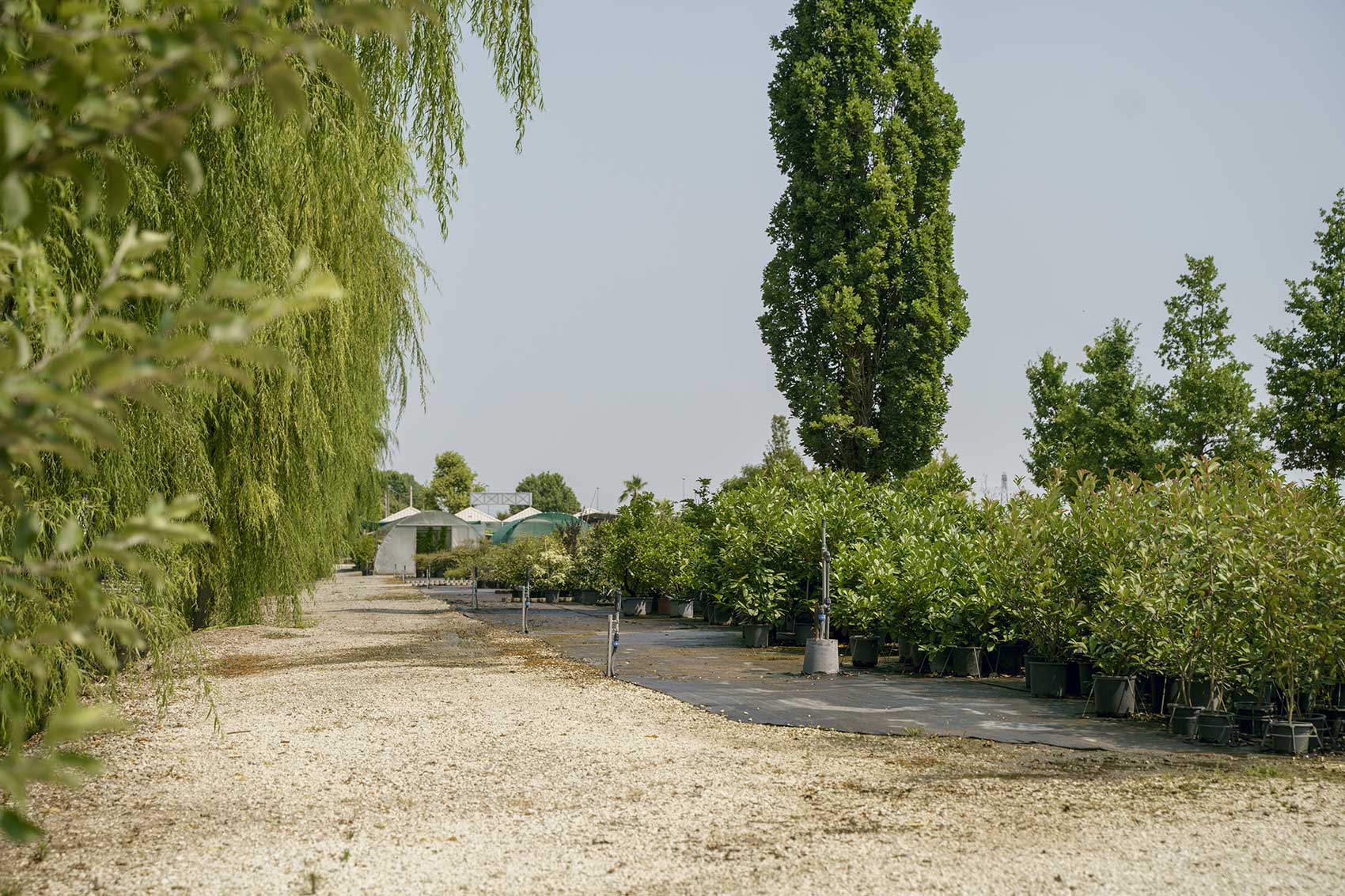 betulla-giardinieri-brescia-provincia-vicino-lago-garda-impianti-irrigazione