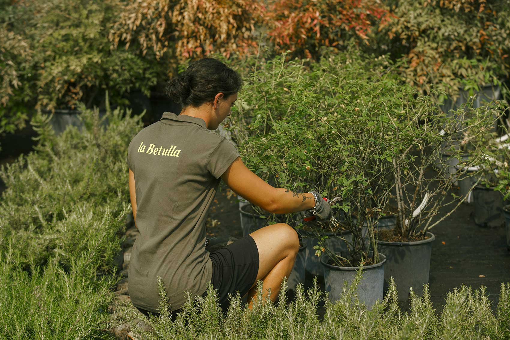 piante-da-giardino-calvisano-brescia